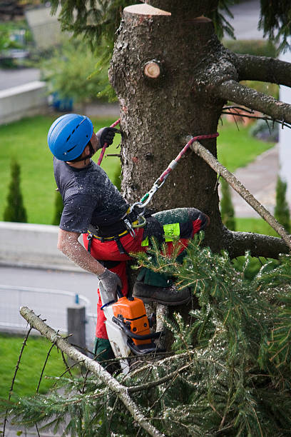 Trusted Rogue River, OR Tree Care Services Experts