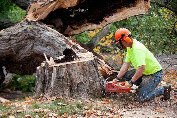 Organic Lawn Care Solutions in Rogue River, OR