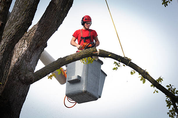 How Our Tree Care Process Works  in  Rogue River, OR